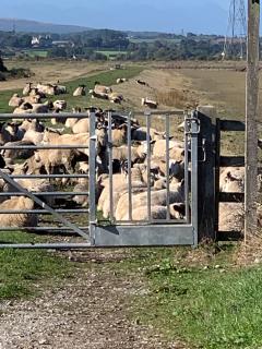 Sheep blocking the path